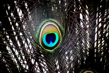 colorful peacock featherの写真素材