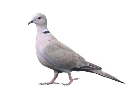 isolated dove bird with white backgroundの写真素材