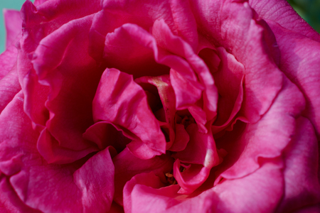 pink rose close up fill inの写真素材