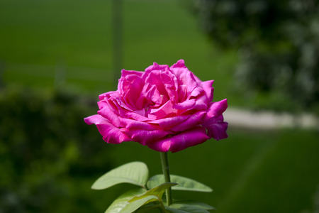 pink rose with nice green backgroundの写真素材