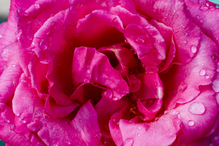 pink rose close up with water drops in rainの写真素材