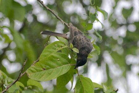 mavis bird sitting on branch of tree finding foodの写真素材