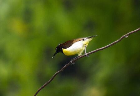 little humming bird playing green colorful backgroundの写真素材