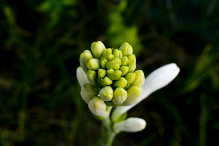 white nightqueen flower nice focus apertureの写真素材