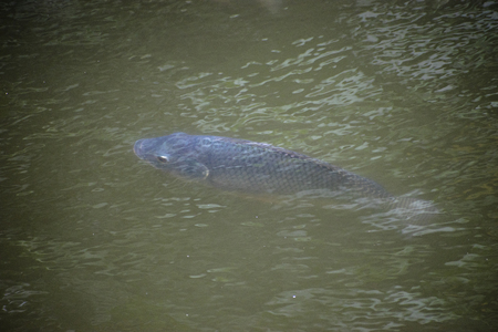 fish swimming in the waterの写真素材