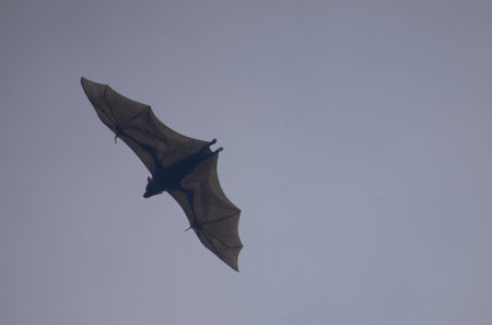 megabat flying with stretched wings