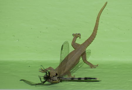 lizard catching dragonfly eating hunting killing on wall livingの写真素材