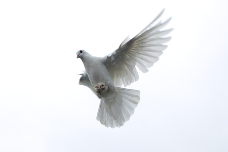 white pigeon dove flying in the sky freedom hope stretched wings beautiful nature wings spread isolated backgroundの写真素材