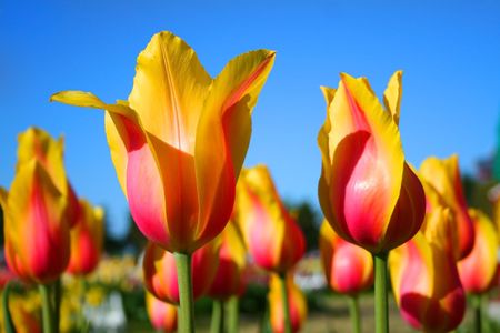 Yellow and Pink Tulipsの写真素材