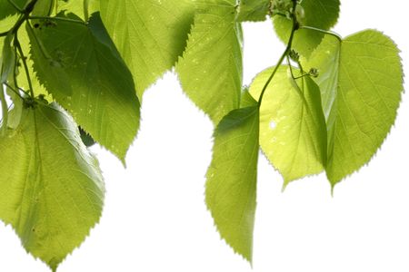 ISOLATED GREEN LEAVESの写真素材