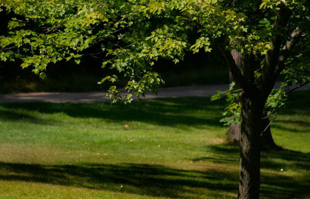 Big single tree during summer time in a park