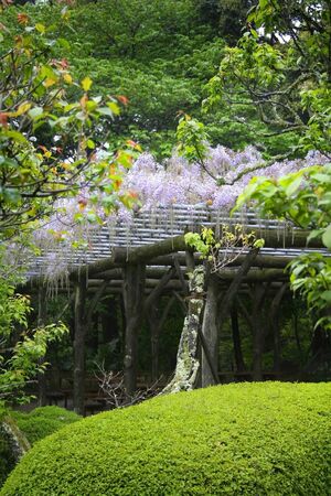 Beautiful Japanese garden during spring time bloomの写真素材