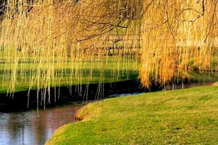 Willow tree branches over the stream in michigan