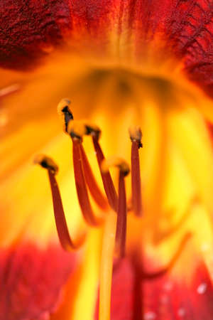 Close Up of the Stamen and Pollen in a yellow Lillyの写真素材