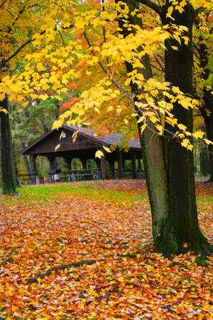 Maple tree with yellow color leaves during autumn timeの写真素材