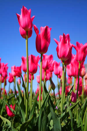 field of pink colored tulips in holland michiganの写真素材