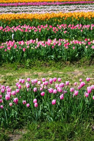 Field of colourful tulips in holland michiganの写真素材