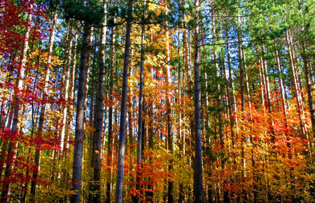 colorful trees during autumn time in a forestの写真素材