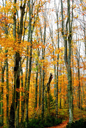 Tall colorful trees in a forest during end of autumn