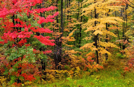 Autumn trees in a brilliant colors shot in Michigan upper peninsula Haiwatha state forest