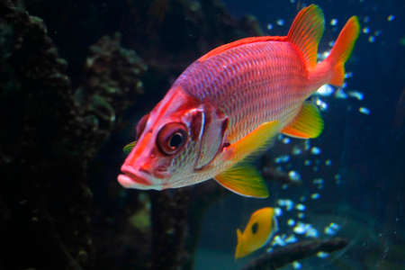 Close up shot of a beautiful Red male beta fish の写真素材