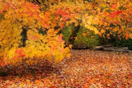 fall scene orange colored leaves dropped on groundの写真素材