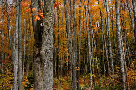 Tall colorful trees during autumn time in Michiganの写真素材