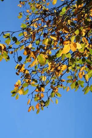 autumn leaves and blue sky back groundの写真素材