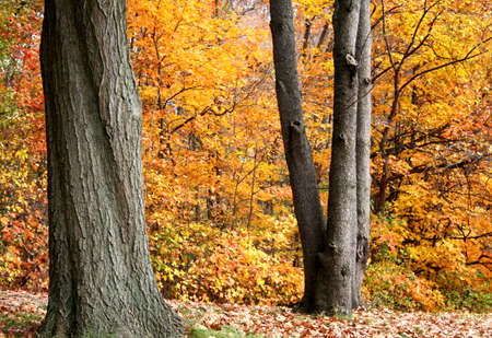 Yellow Autumnの写真素材