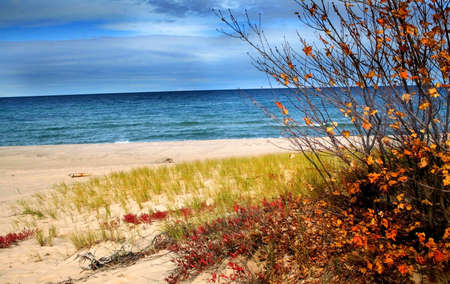 colorful plants by the lake shore during autumn timeの写真素材