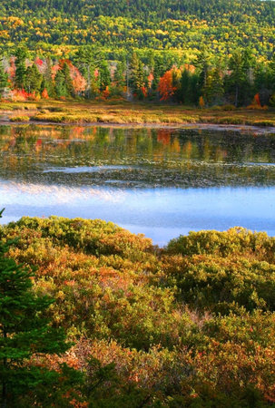 colorful trees by the lake in a forestの写真素材