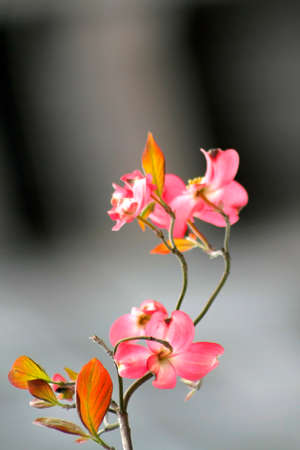 Pink flowers during spring bloom time close upの写真素材