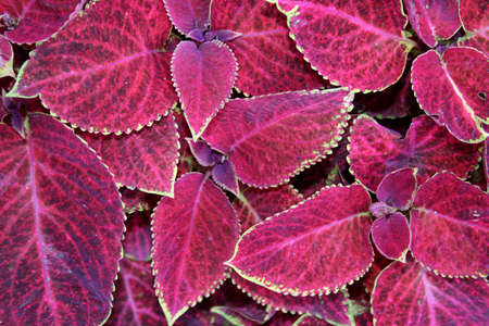 Red coloured leaves close up view good for background の写真素材