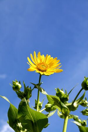 Sunflowerの写真素材