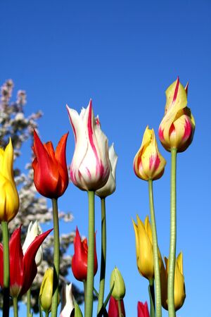 Colorful Tulipsの写真素材