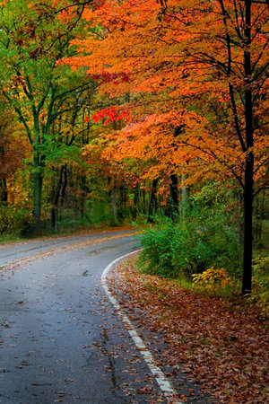 fall scene orange colored leaves dropped on ground