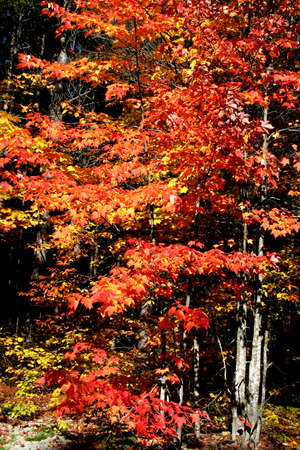 Autumn sceneの写真素材