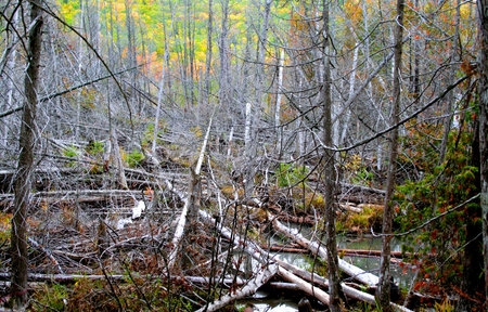 Dead trees in a forest during autumn time