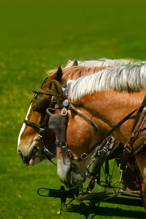 Brown and white colored horses of a carriageの写真素材