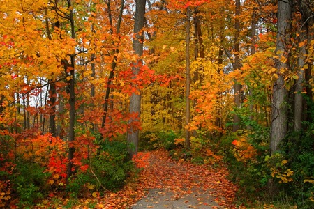 Scenic autumn walk way in michigan upper peninsulaの写真素材