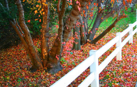 Colorful fallen leaves by the fence in michiganの写真素材