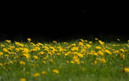 Field of blooming yellow dandelions-flowers in the grassの写真素材
