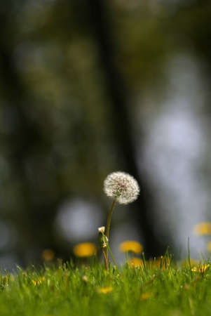 Close up shot of Dandelions in michiganの写真素材