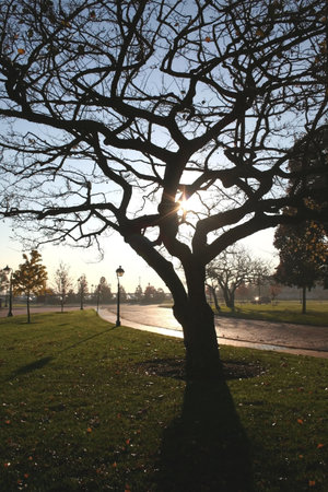 sun light passing through the branches of treeの写真素材