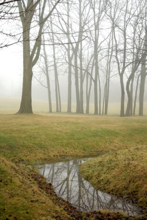 foggy day in a park in the winter morning 