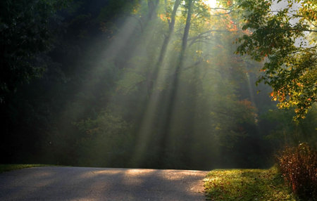 Morning sun light rays piercing through the trees
