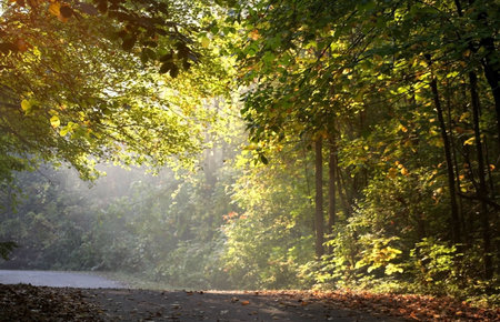 Morning sun light rays falling through treesの写真素材