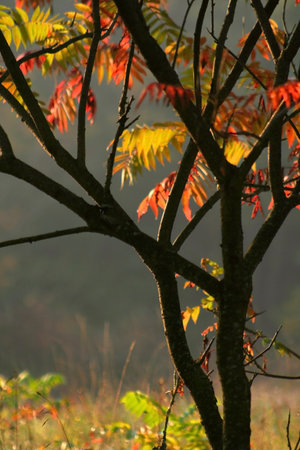 Colorful leaves on a tree in autumn seasonの写真素材