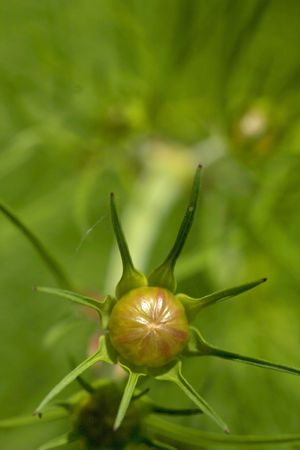 Flower budの写真素材
