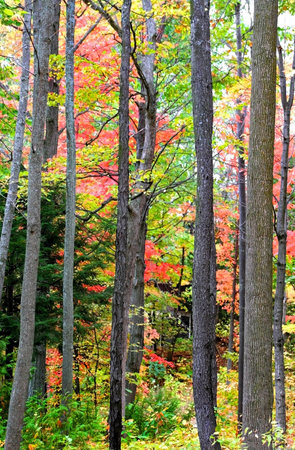 Tall Autumn Trees